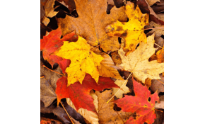 Hoe kun je deze herfst energie besparen? Hoe kun je deze herfst energie besparen?